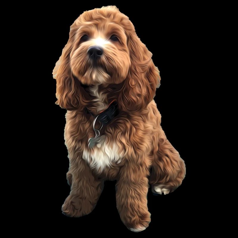 Cute Cavapoo dog puppy