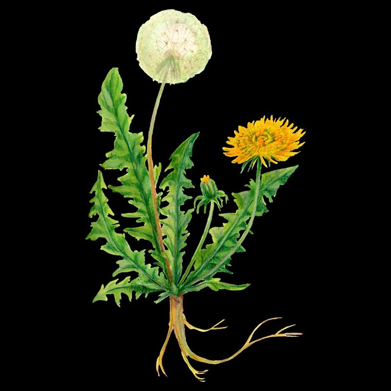 Dandelion