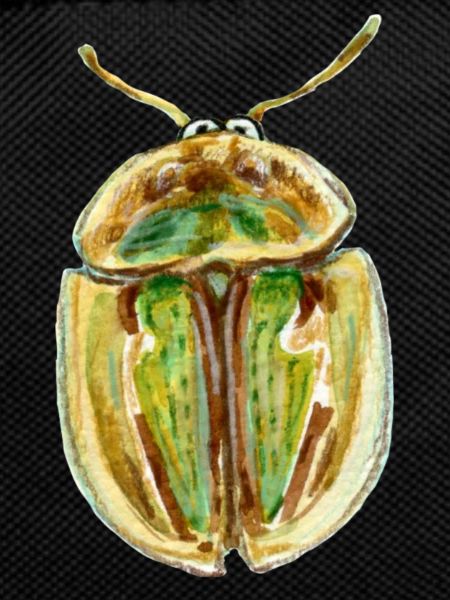 gold-striped tortoiseshell beetle