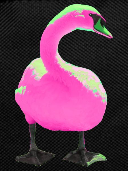 Cygne