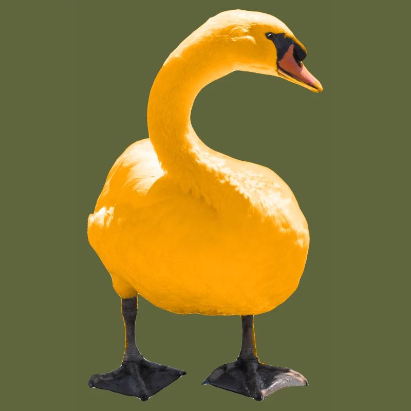 swan