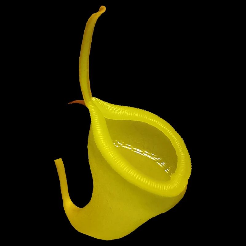 Nepenthes dubia