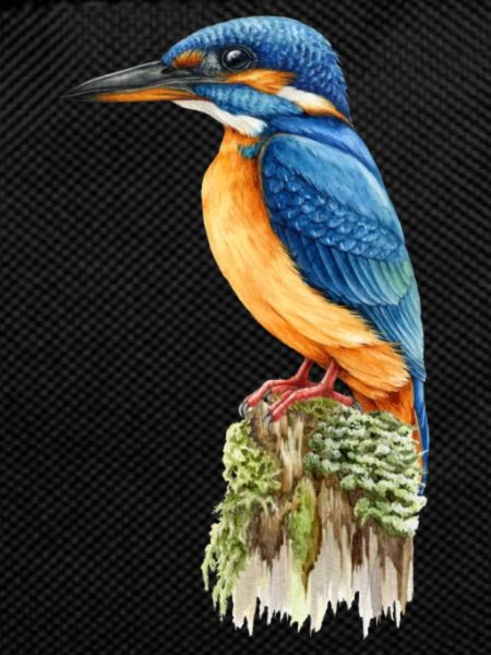 Eisvogel