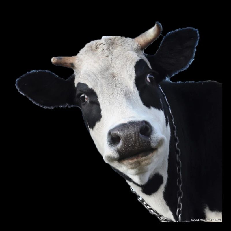 vache