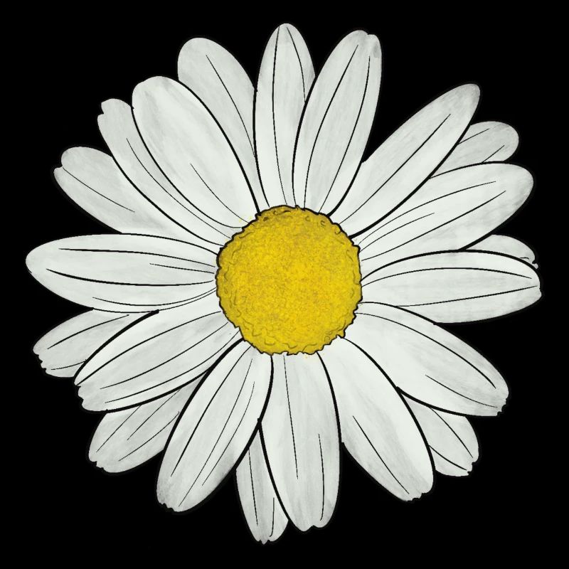 Gänseblümchen