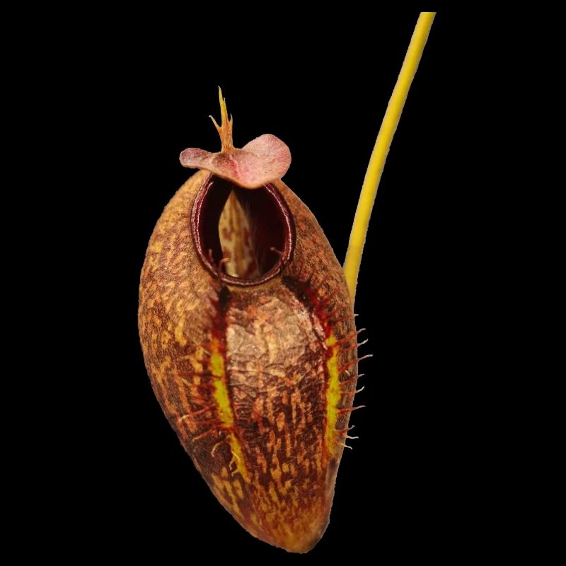 Nepenthes aristolochioides