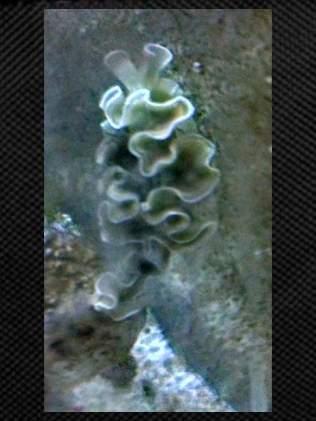 Sea Snail