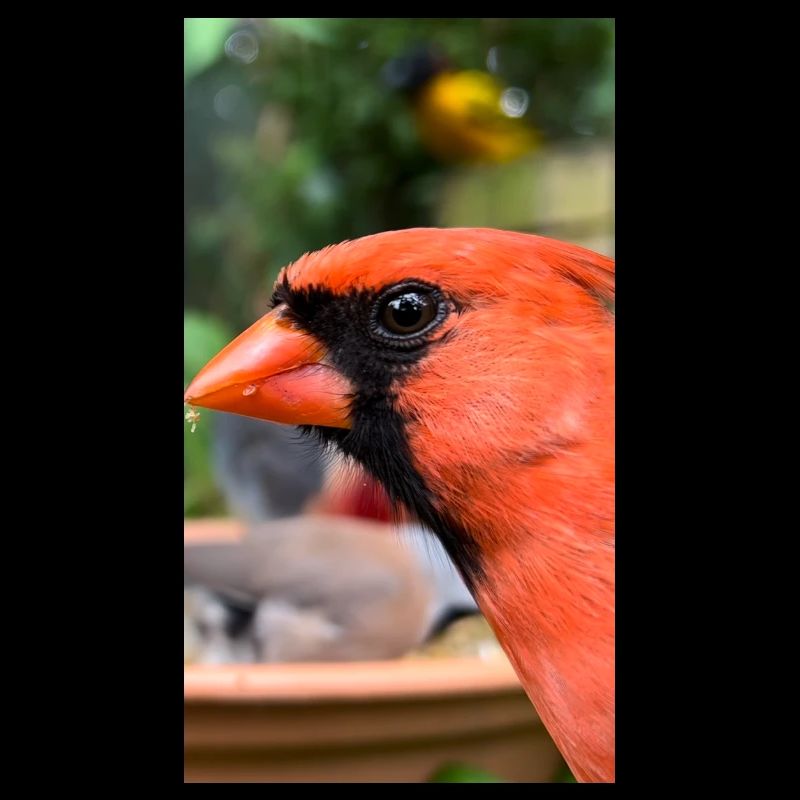 Northern Cardinal