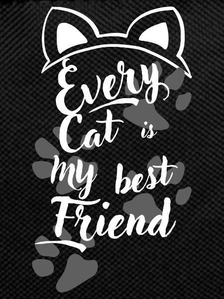 pretty darling cats