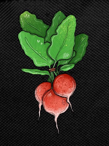 Radish illustration