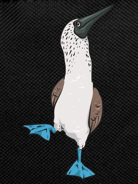 Blaufußtölpel Blue-footed Booby Seevogel