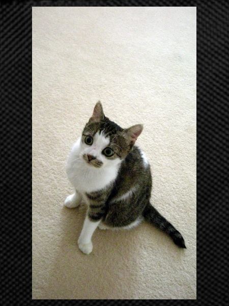 Jolie minette