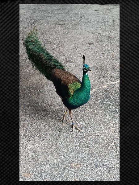 Nicebird
