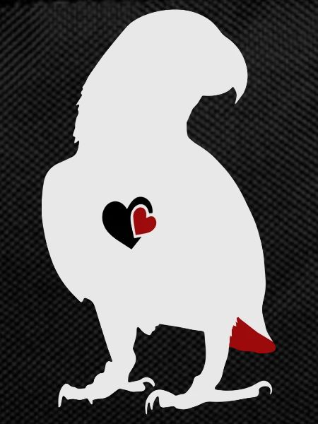 African grey parrot