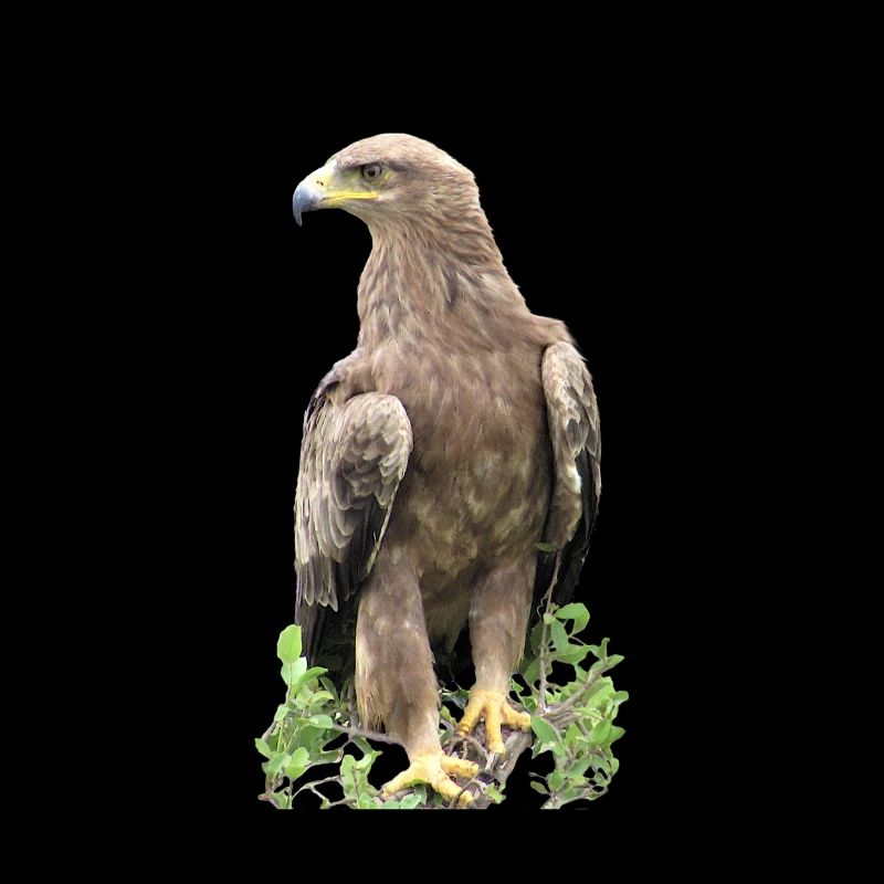 Adler - Vogel - Kenia - Afrika
