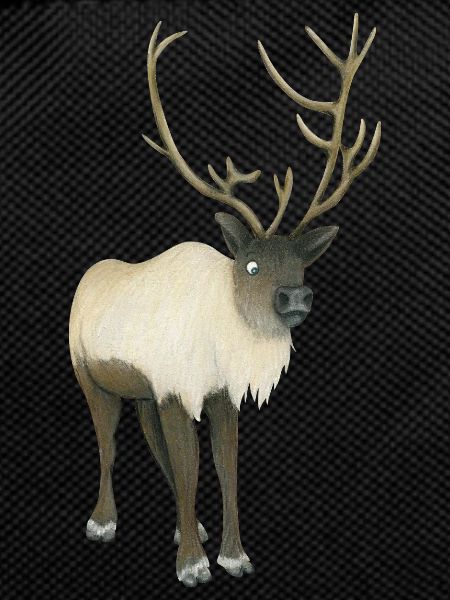 Reindeer