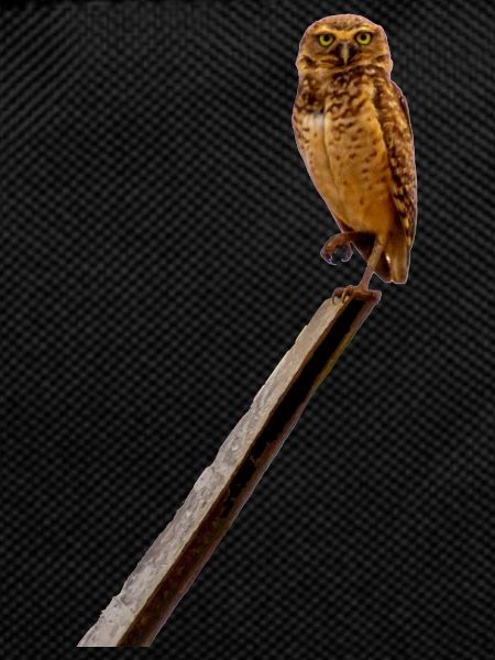 It's nice an owl