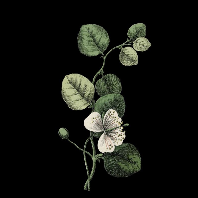 Letter J Green Botany