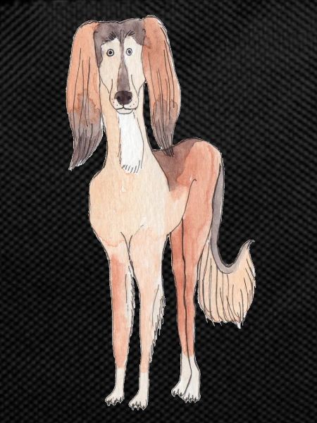 Saluki Fun