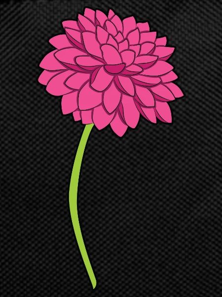 Dahlias