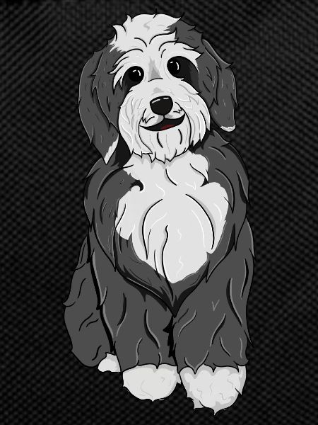 Bernedoodle Dog