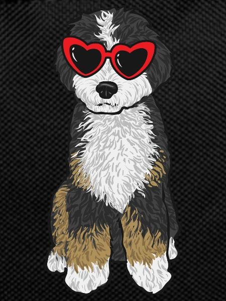 Bernedoodle Hund