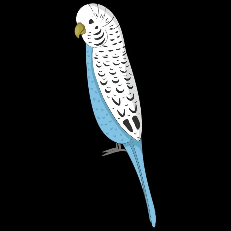 budgerigar