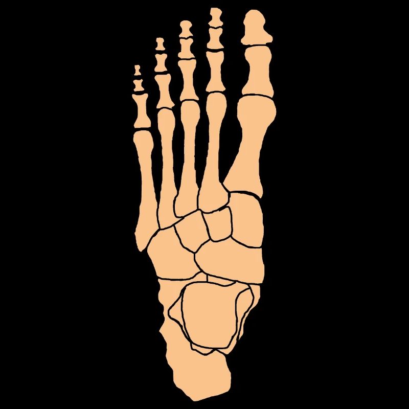 Foot Anatomy Physiotherapy Bone Skeleton