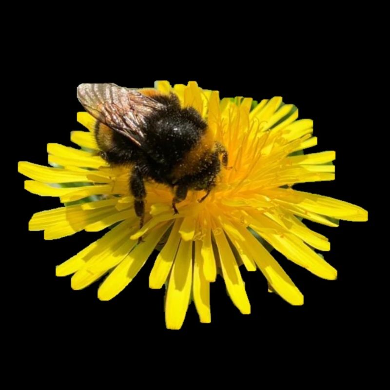Hummel - Öko Power