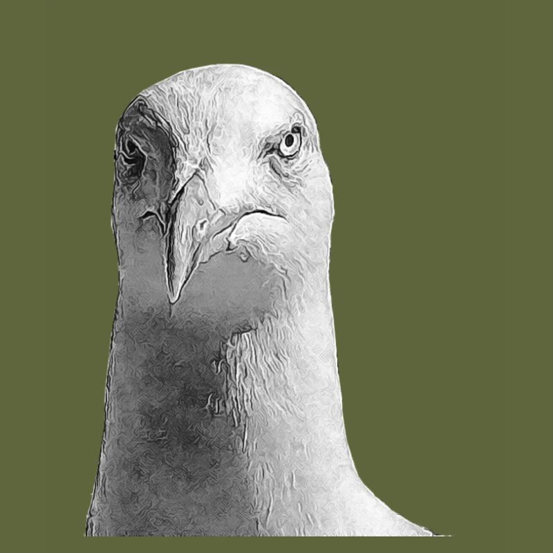Möwe