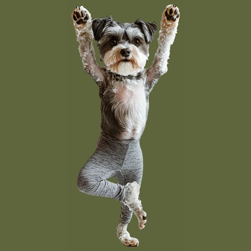 Schnauzer