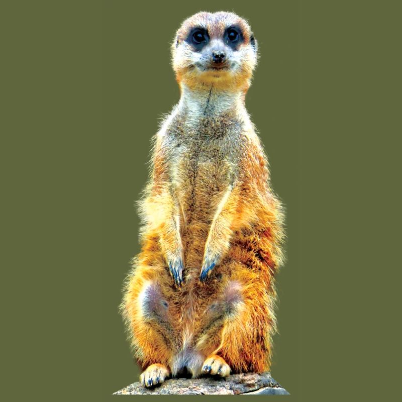 Suricate cool décontracté mignon mignon mignon
