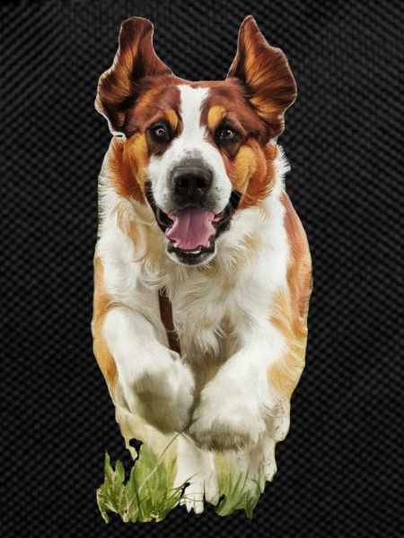 Doggo