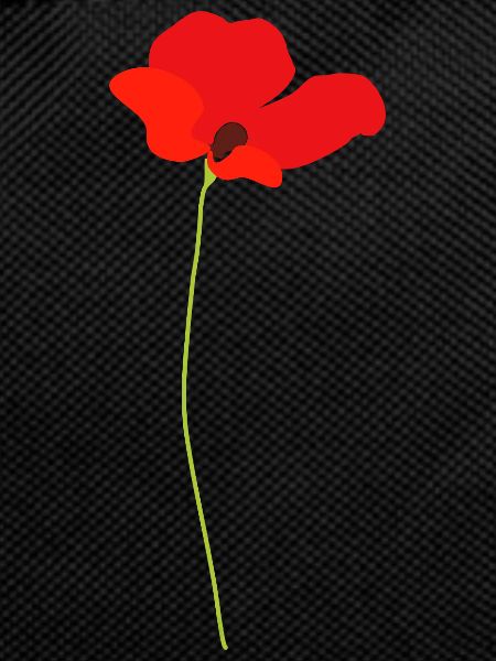 Mohnblume
