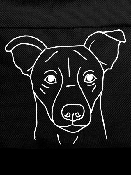 Jack Russell Terrier