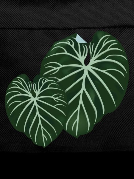 Philodendron Gloriosum