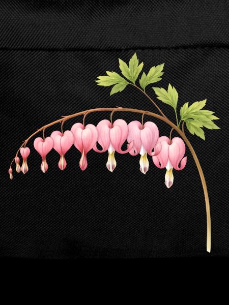 Bleeding Heart Pink Spring Flower