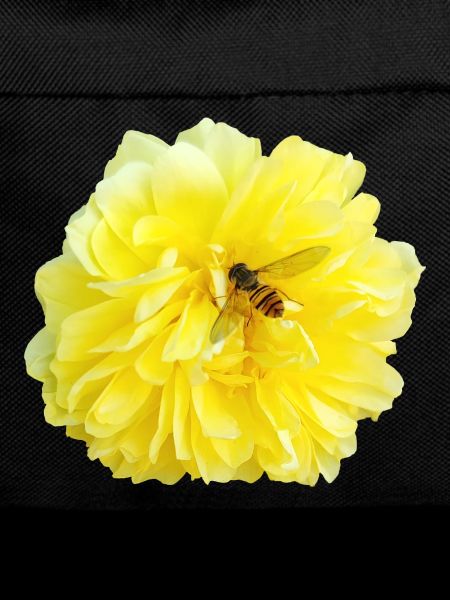 Yellow_Rose_-_Bee_Nature_Photography