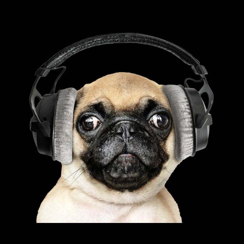 Pug with headphones