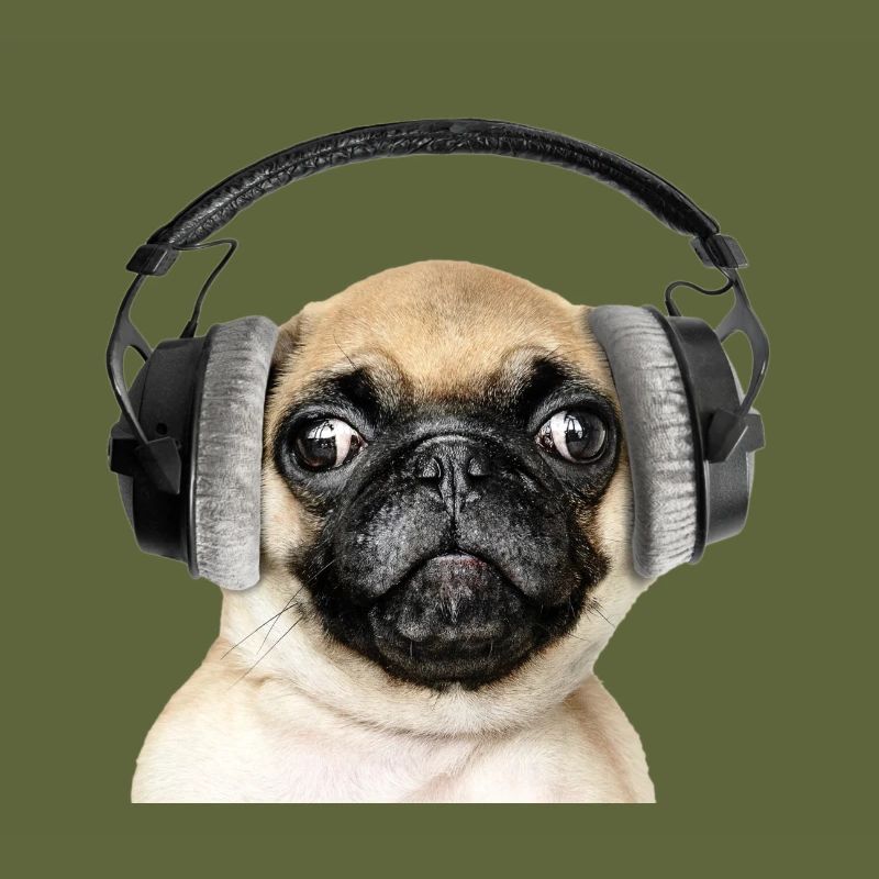 Mops mit Kopfhörer
