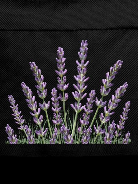 Lavender Lavender stalks