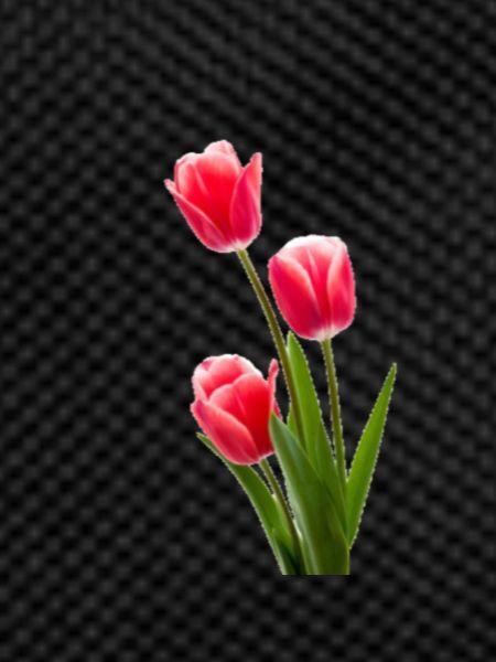 Tulip / tulip