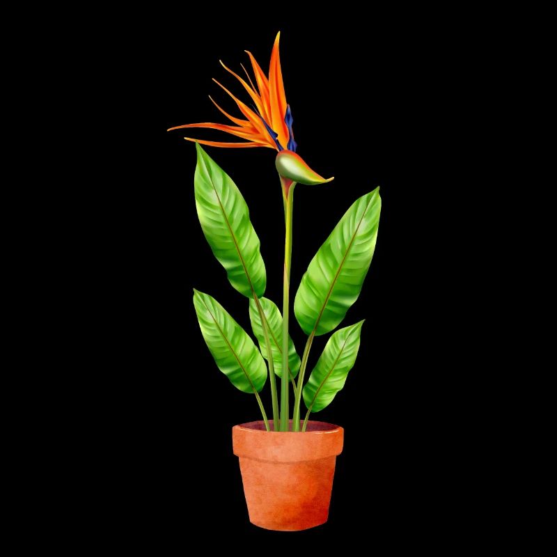 Strelitzia