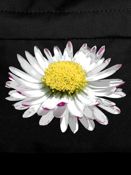 wonderful daisy, daisy, flower, flower