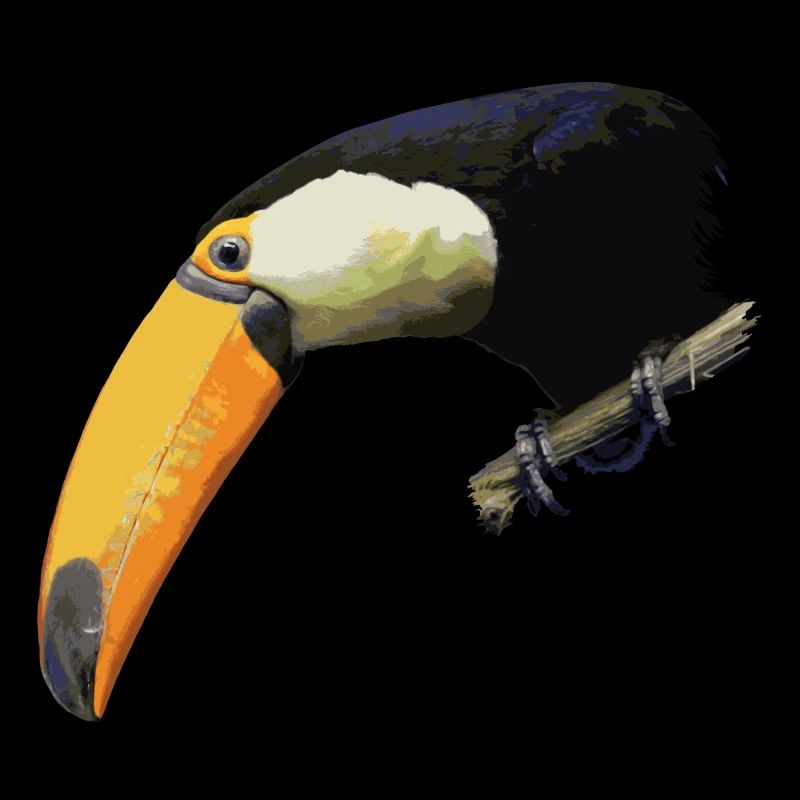 toucan
