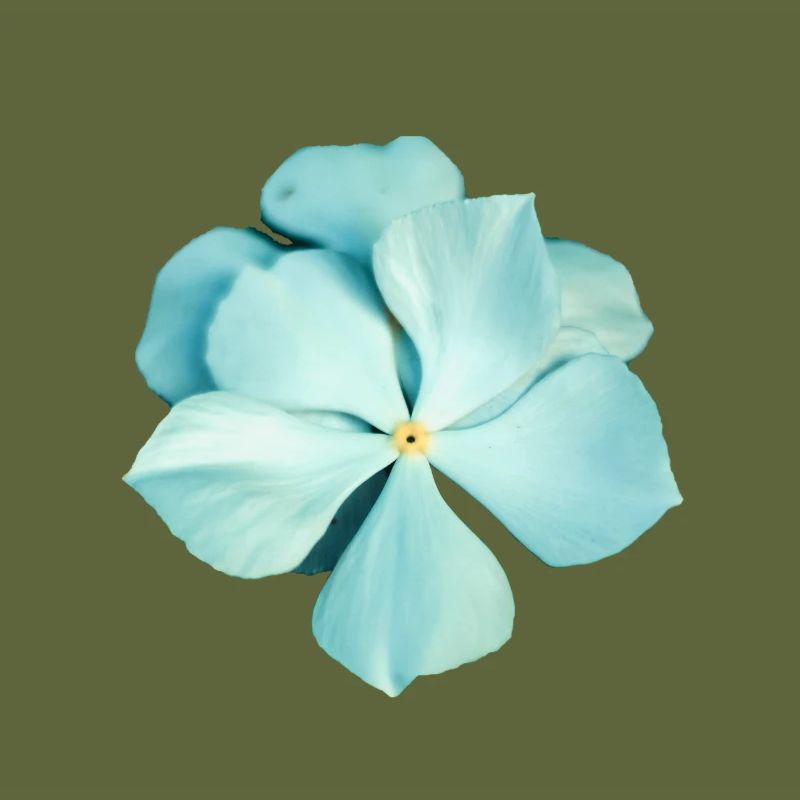 blaue Blume