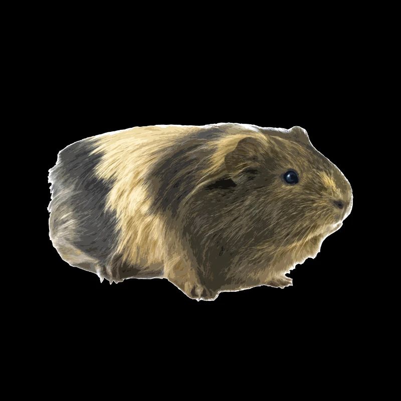 Cochon d'Inde