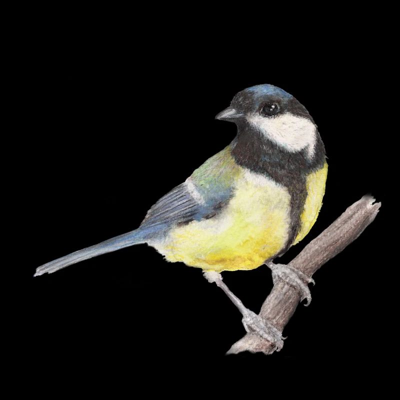 Great tit