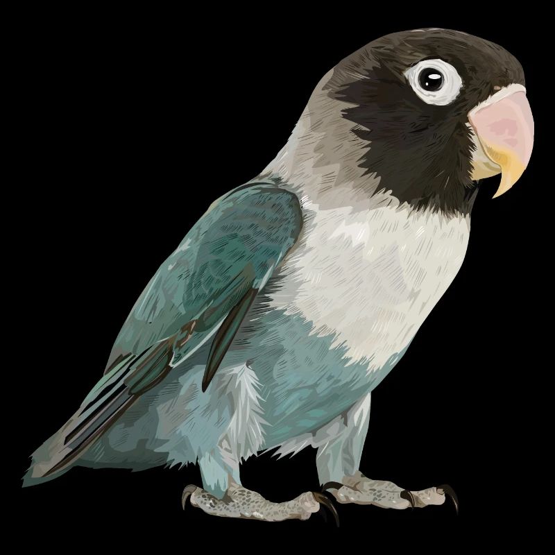 inseparable blackhead