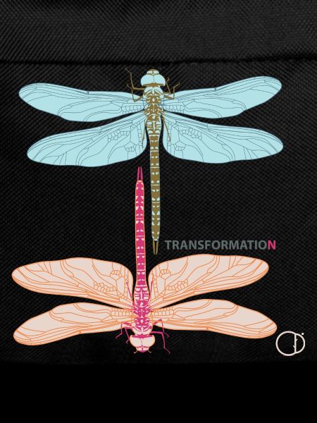 Dragonflies and Transformation by CD
